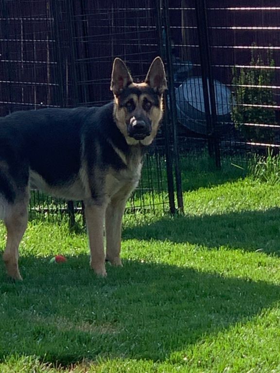 AKC Registered German Shepard for Rehoming