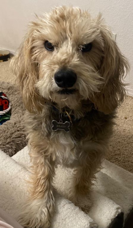 Dog Missing $700 Reward!!!