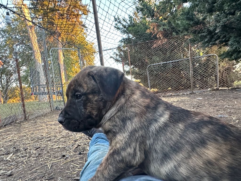 Presa Canario puppies