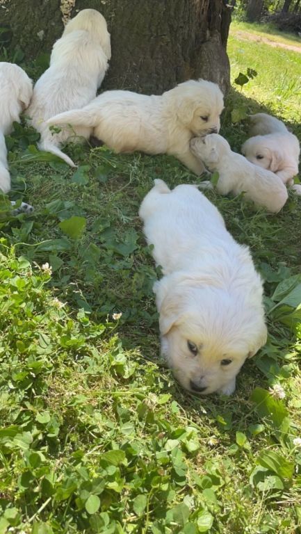 AKC English Cream Golden Retriever Puppies