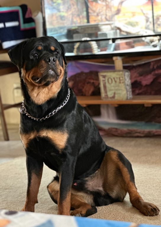 AKC Rottweiler Stud Service