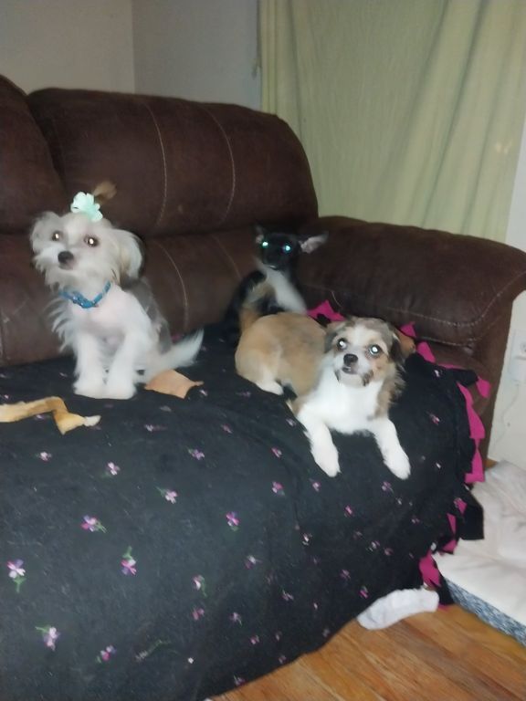 Chinese crested females 7 months old...