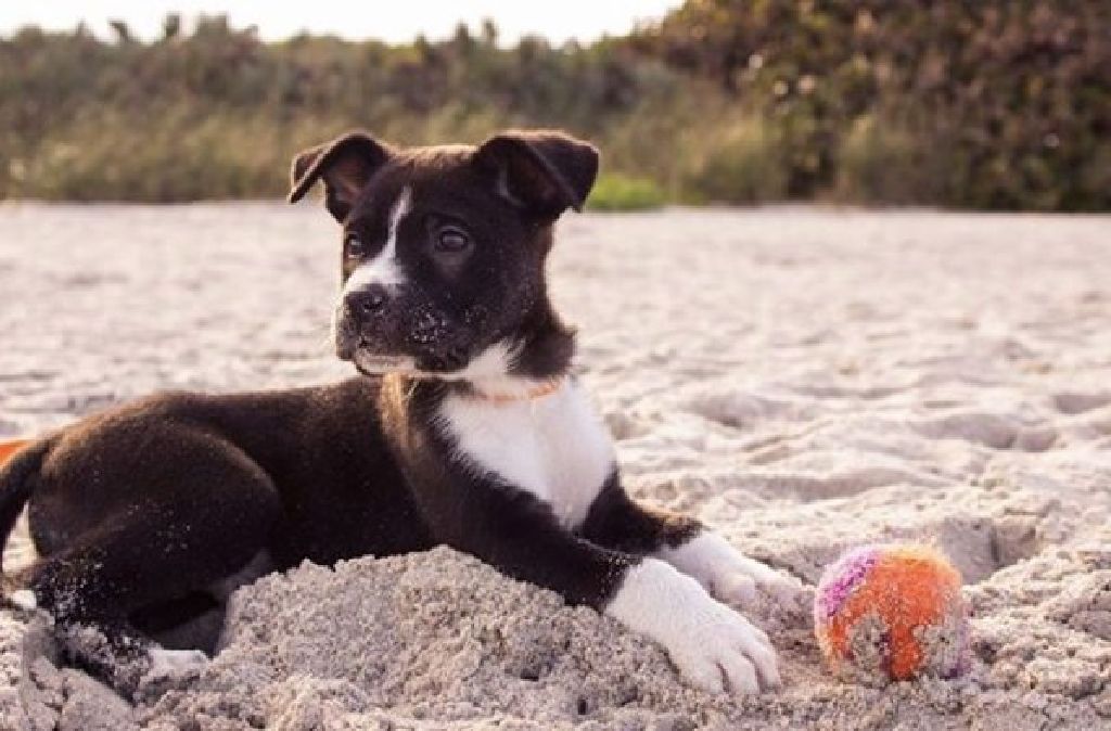 Pet holiday care Los Angeles - BoneSweetBone