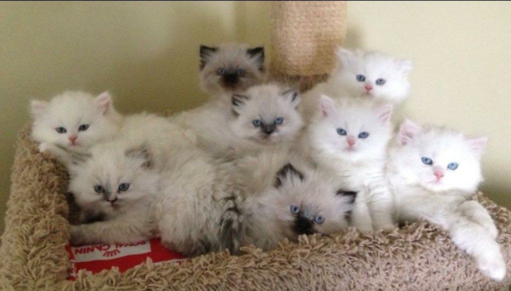 Beautiful Dollface Persian Kittens