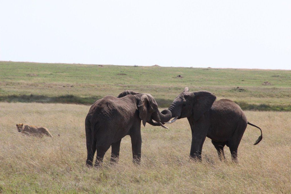 Africa Flash McTours and Travel