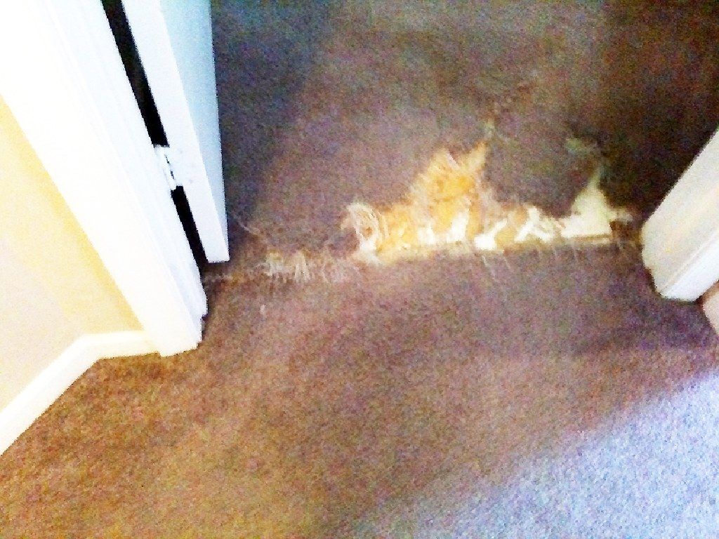 Professional - Carpet Repair/Stretch in Weston - Must see pics
