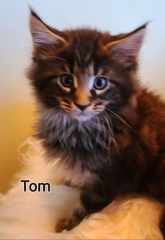 Maine Coon kittens for sale