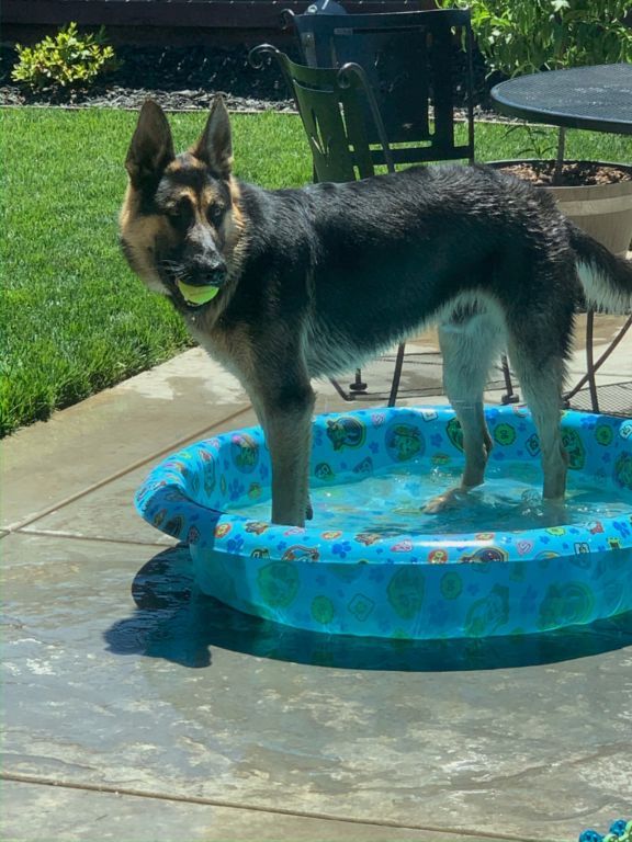 AKC Registered German Shepard for Rehoming