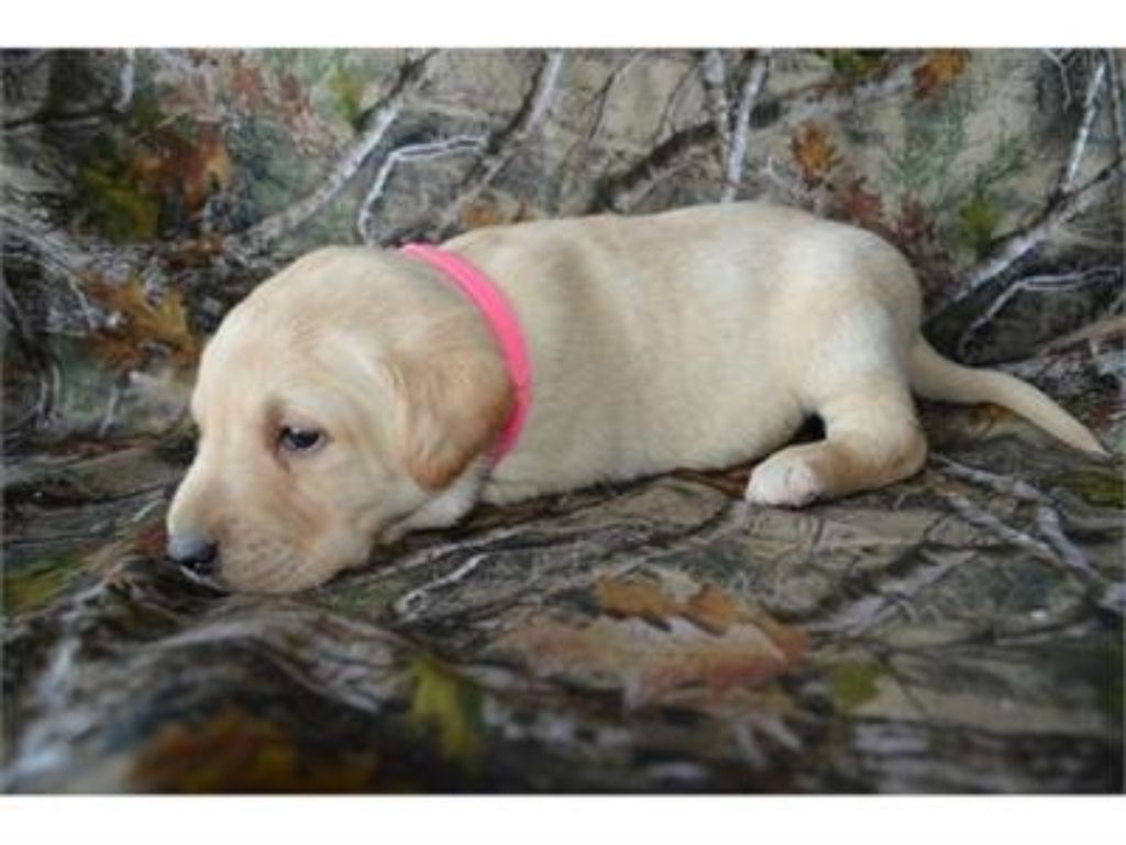 Labradir Retriever Hybrid Retriever Puppies & Started Dogs