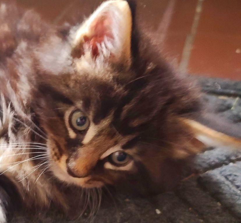 Maine Coon kittens for sale