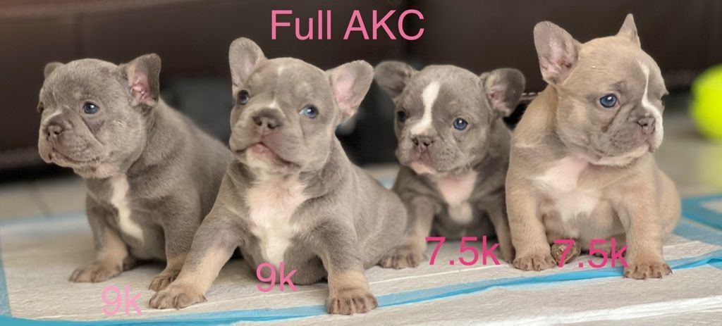 French Bulldog Puppies