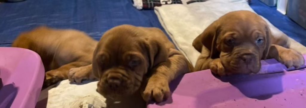 Pure Bred Dogue de Bardeaux (French Mastiff) Puppies
