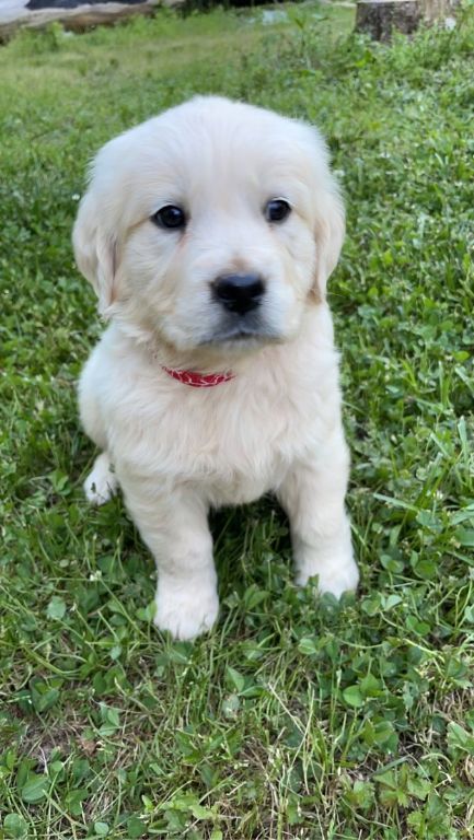AKC English Cream Golden Retriever Puppies