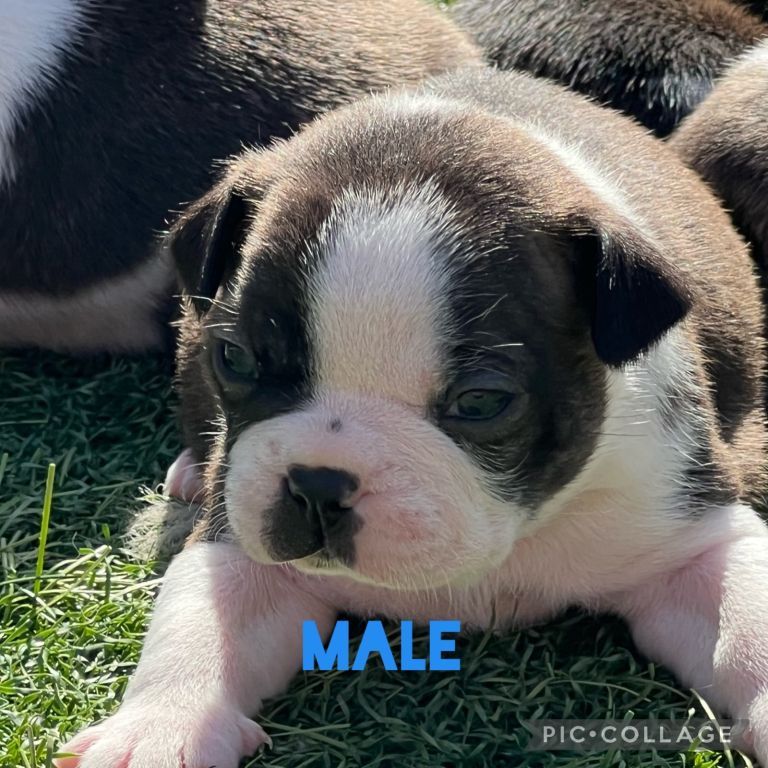 Boston Terrier