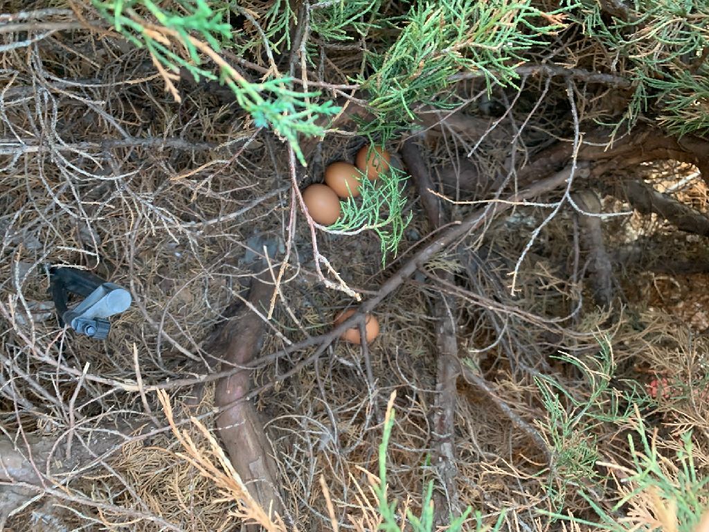 Free egg laying hens. We will be moving and can't take them with us.