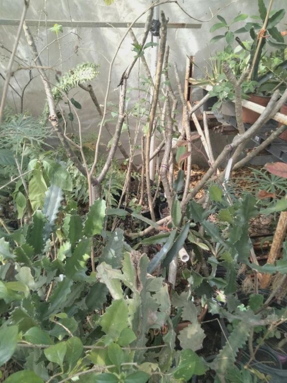 Maggie's Nursery - Top Quality Plants For Discounted Prices!