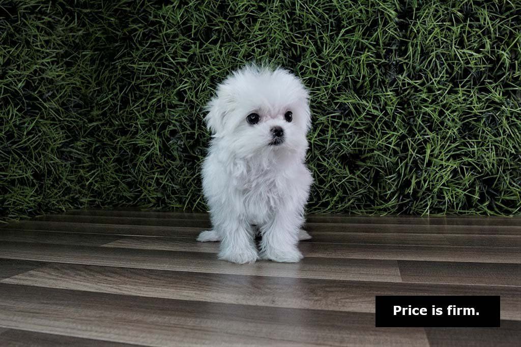 Teacup Maltese puppy pups