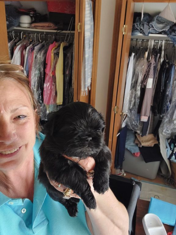 SHIHTZU PUPPIES (FULL BLOODED)