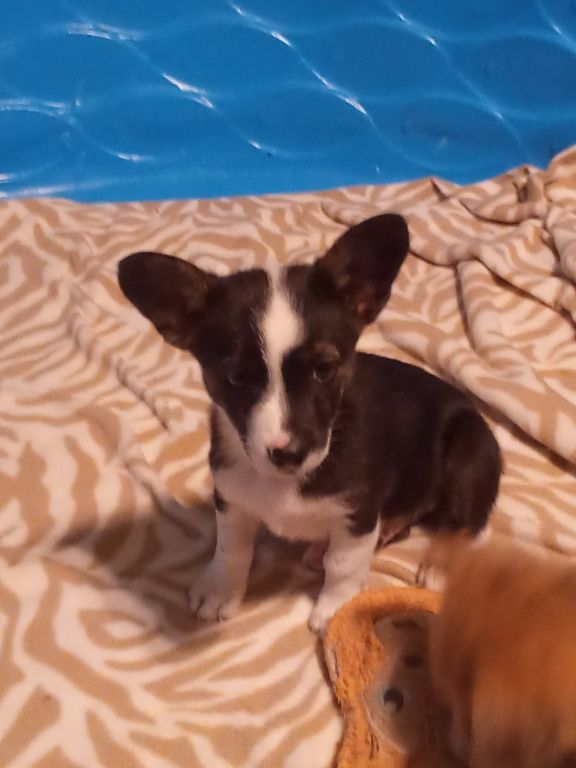 Augie puppies
