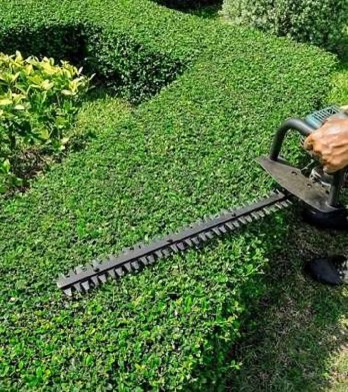 Tree Trimming & Pruning