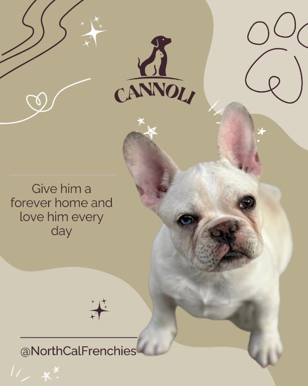 French Bulldog Puppies