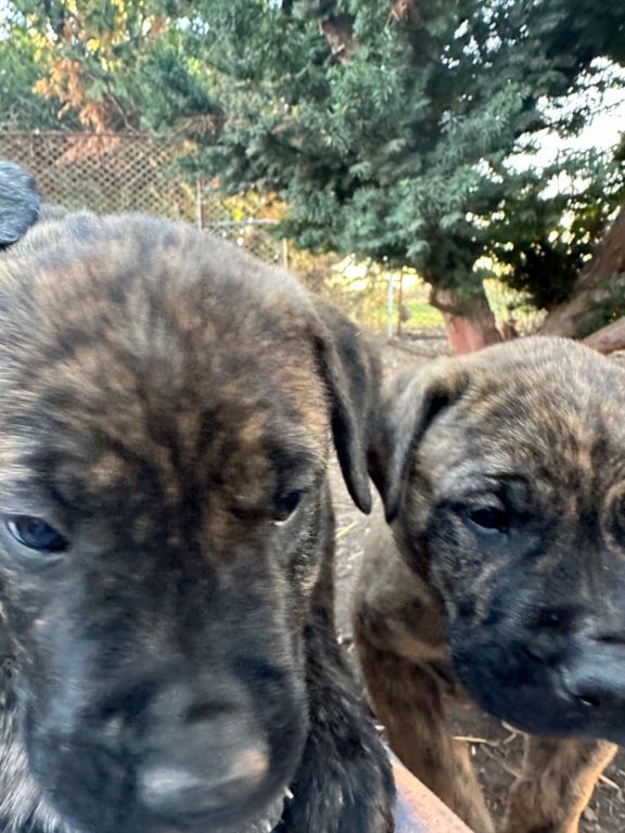 Presa Canario puppies