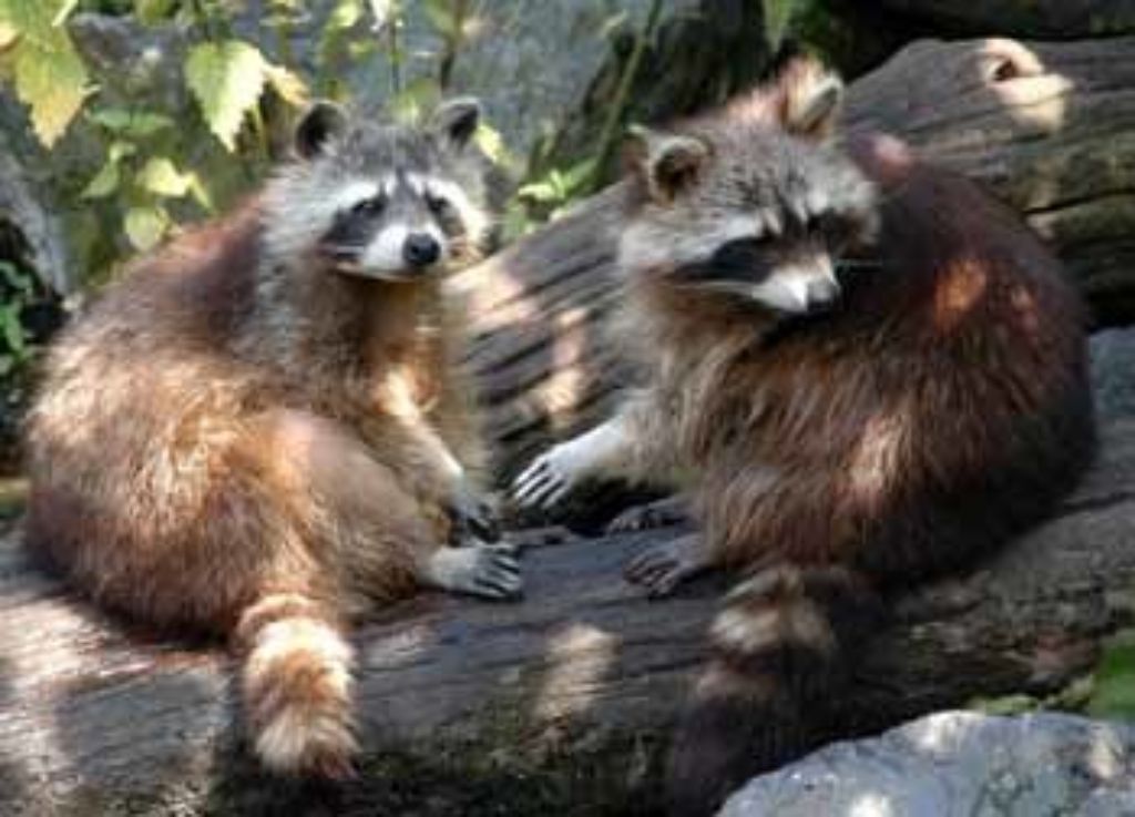 Wildlife raccoon removal services