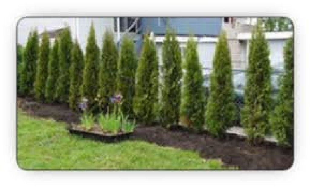 Plant a tree hedge around your home