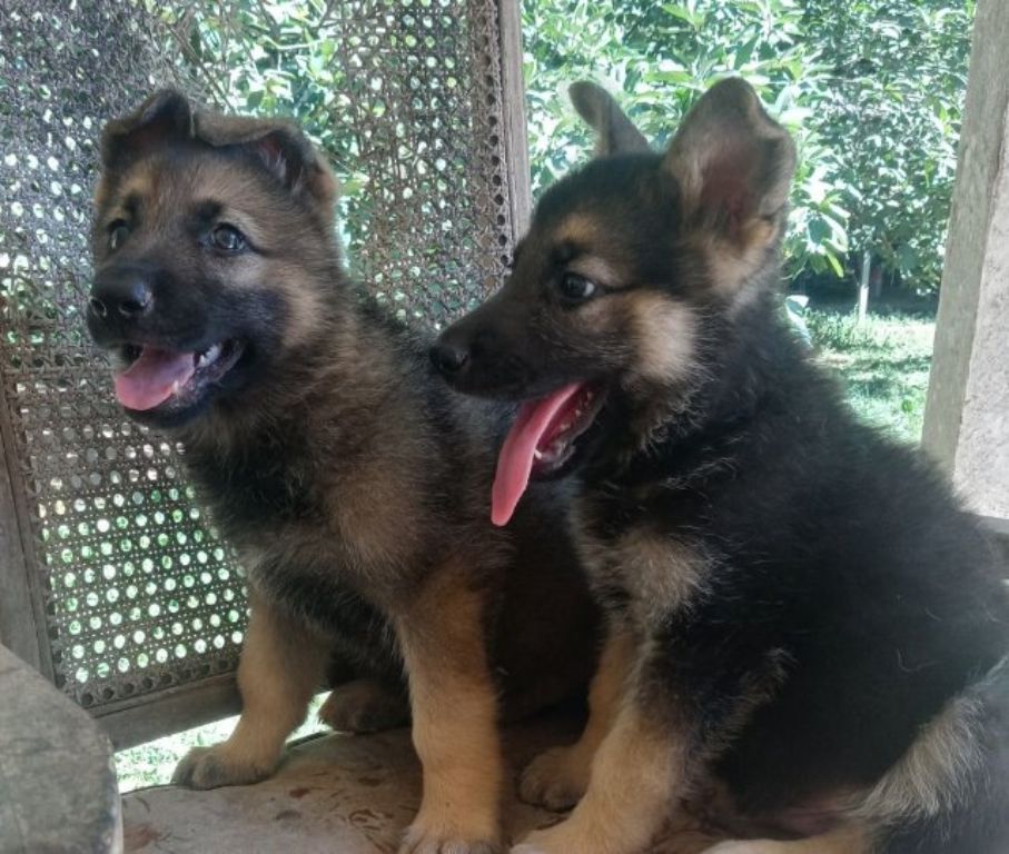 German Shepherd pups AKC