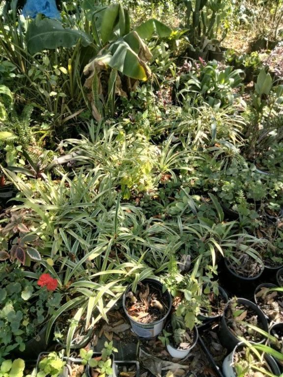 Maggie's Nursery - Top Quality Plants For Discounted Prices!