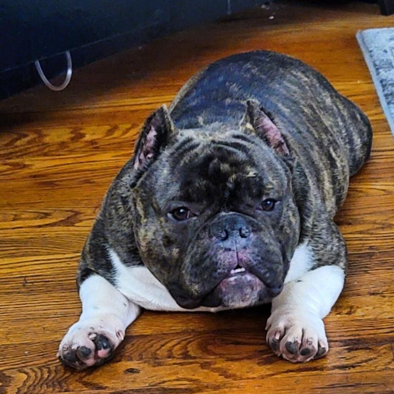 Male Exotic Bully Pup( UKC Papers in Hand)(813-330-9033)