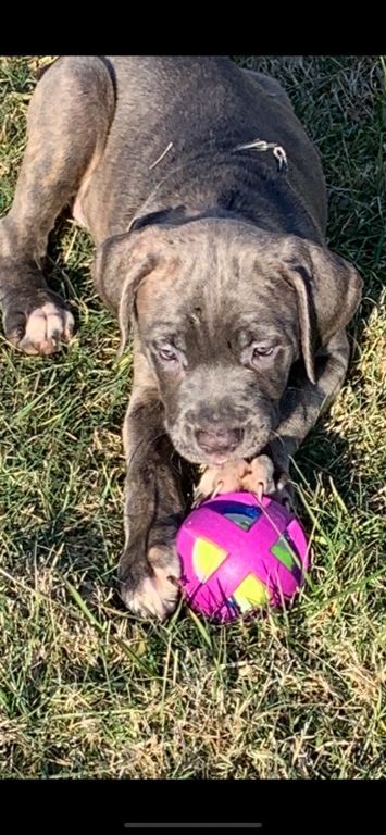 Cane Corsos for sale $2000