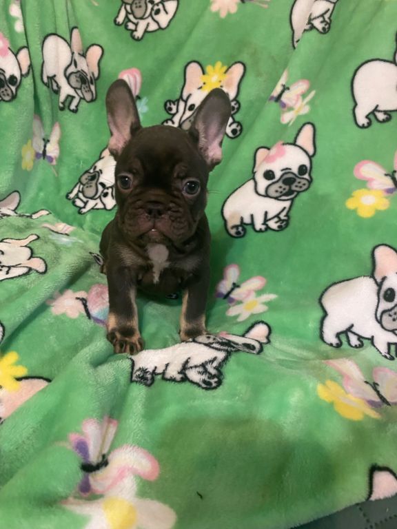 Akc French bulldog pups 🐶