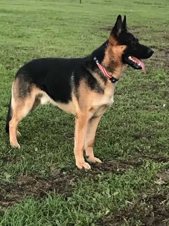 German shepherd puppies