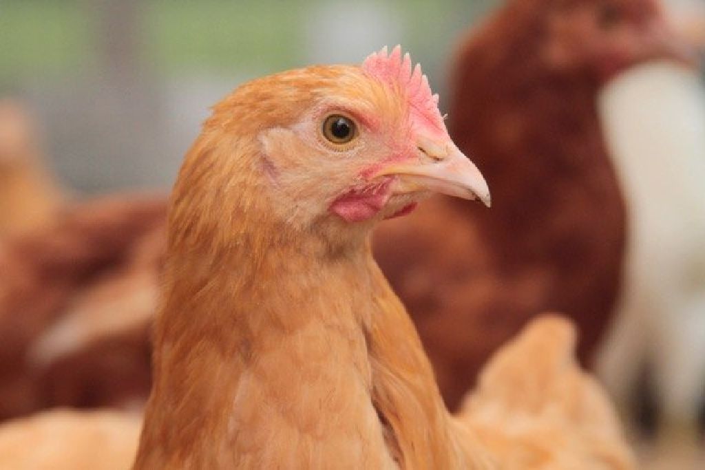 Chickens For Sale in North Florida, Laying Hens, Pullets and Chicks Claz