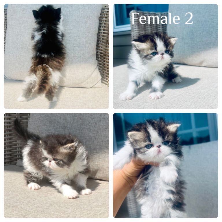 Persian kittens