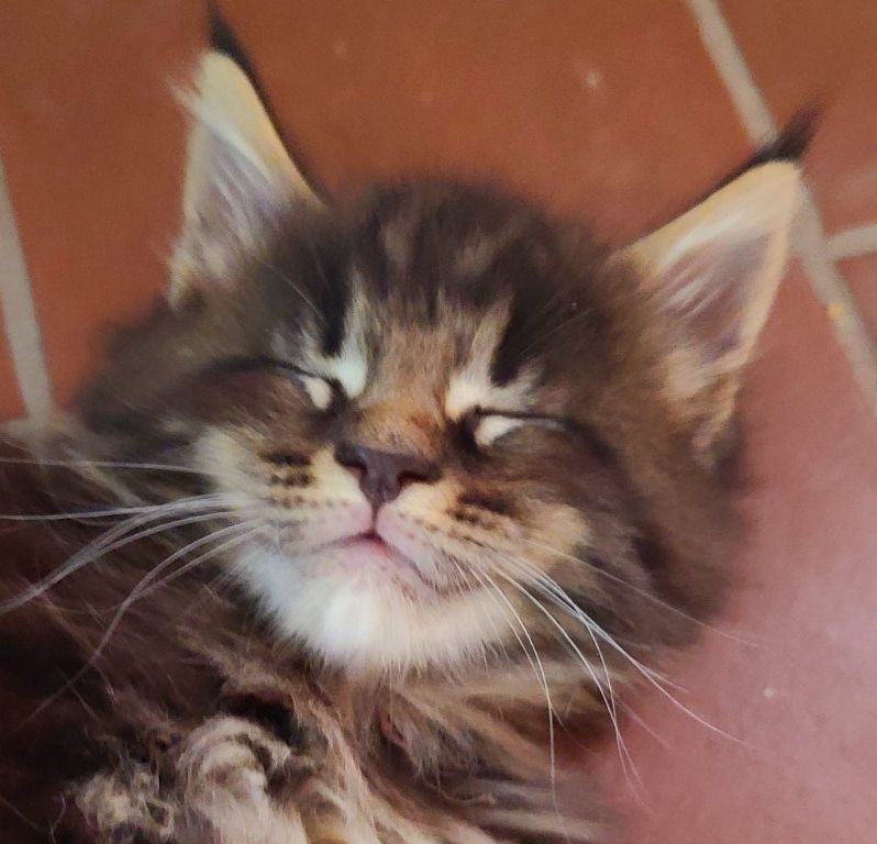 Maine Coon kittens for sale