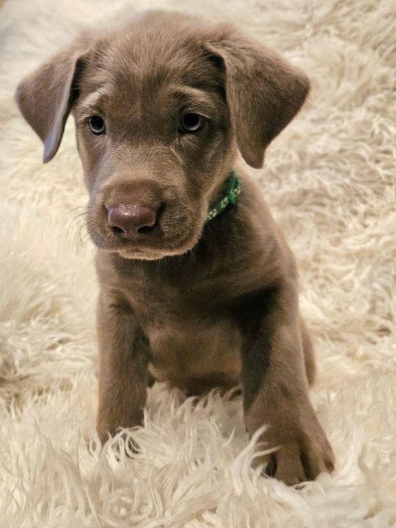 Silver Lab Puppies