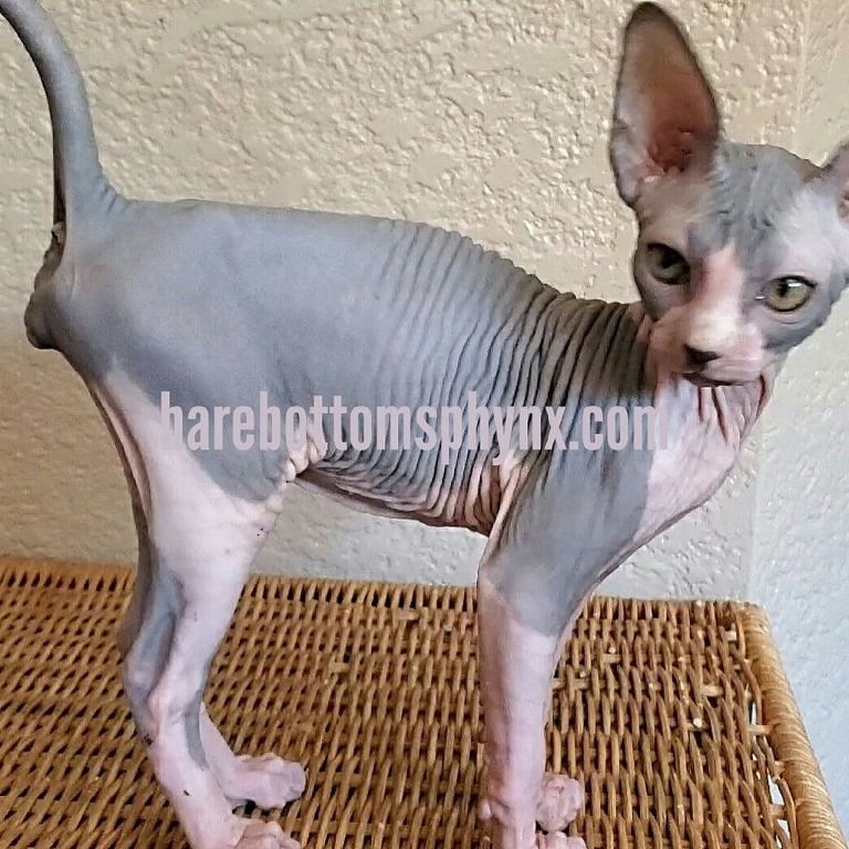 Sphynx kitten's and bambino's