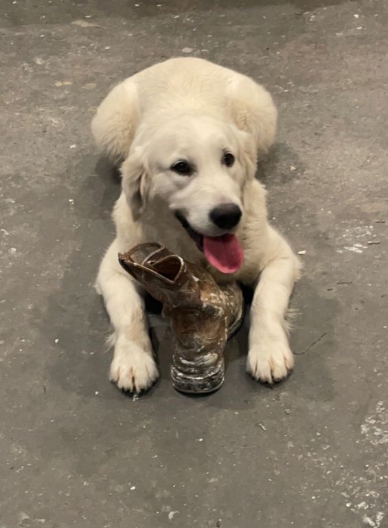 AKC English Cream Golden Retriever Puppies
