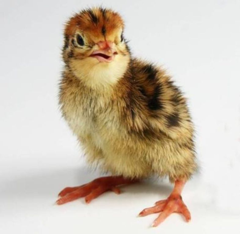 FRESH Quail Eggs HATCHING EGGS from quails COTURNIX HUEVOS DE CORDONIZ