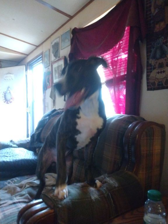 Pit bull pup beautiful brindle!