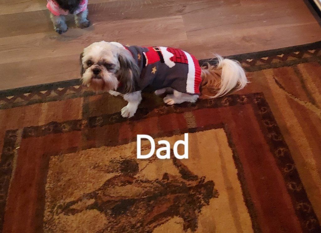 SHIHTZU PUPPIES (FULL BLOODED)