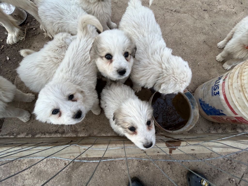 Free fashion great pyrenees puppies