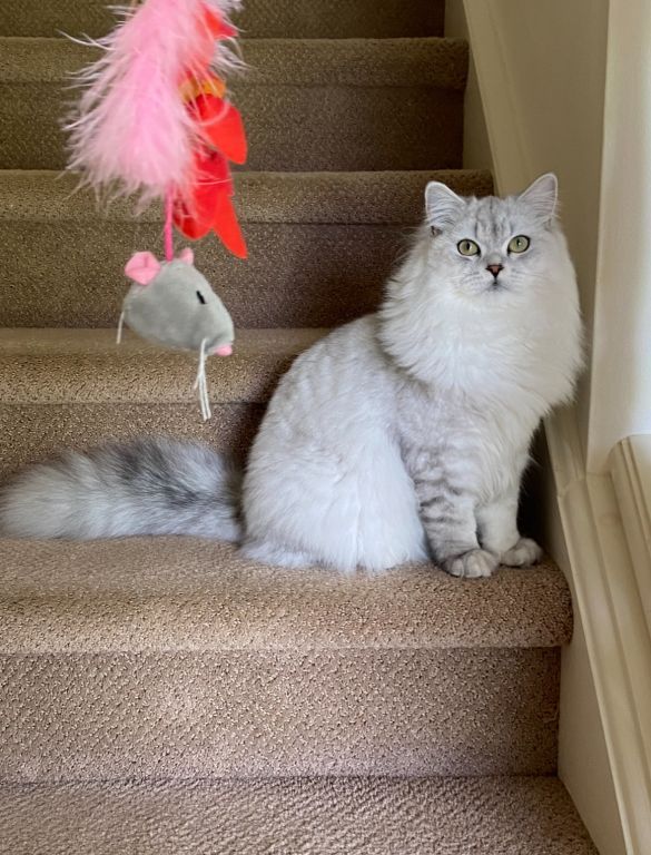 Scottish longhair straight cat