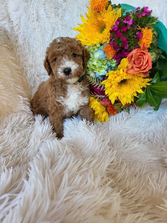 Mini goldendoodle