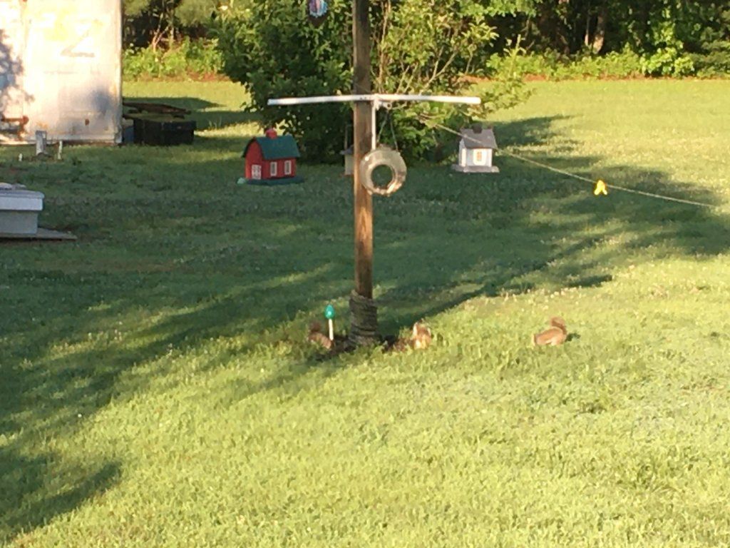 14.9 Acres With Mobile Home Near Parksley VA - SOLD!