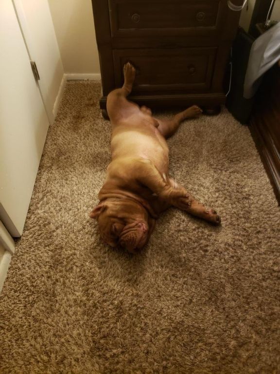 Exotic Bully Availa-BULL