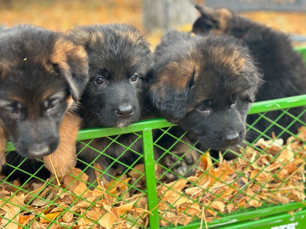 German Shepherd Puppies!