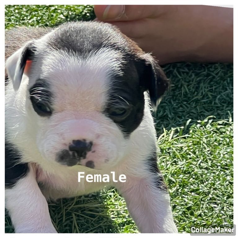 Boston Terrier